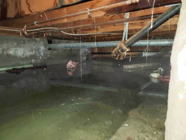 Best Mold removal after water damage  in La Porte, IN